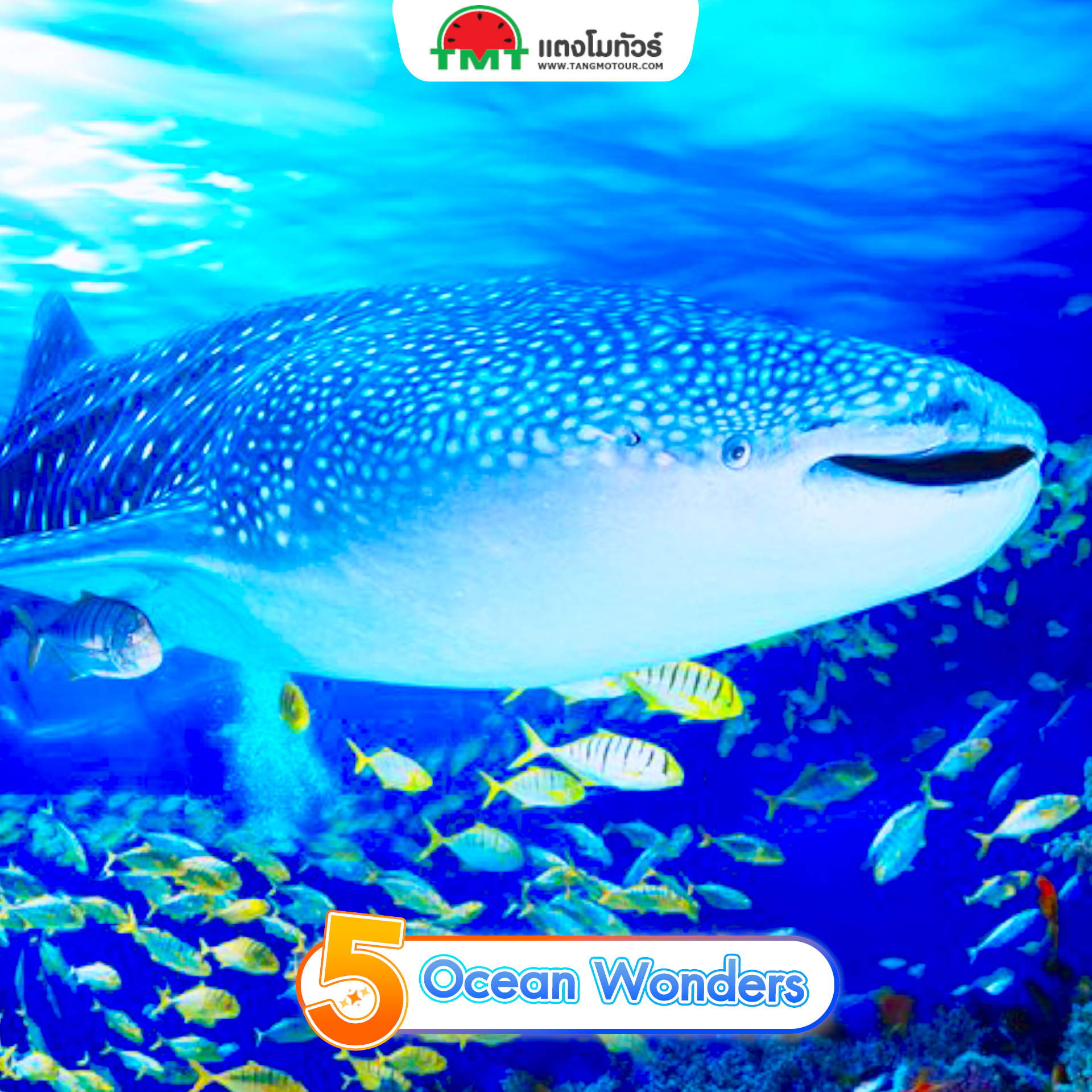 โซน Ocean Wonders