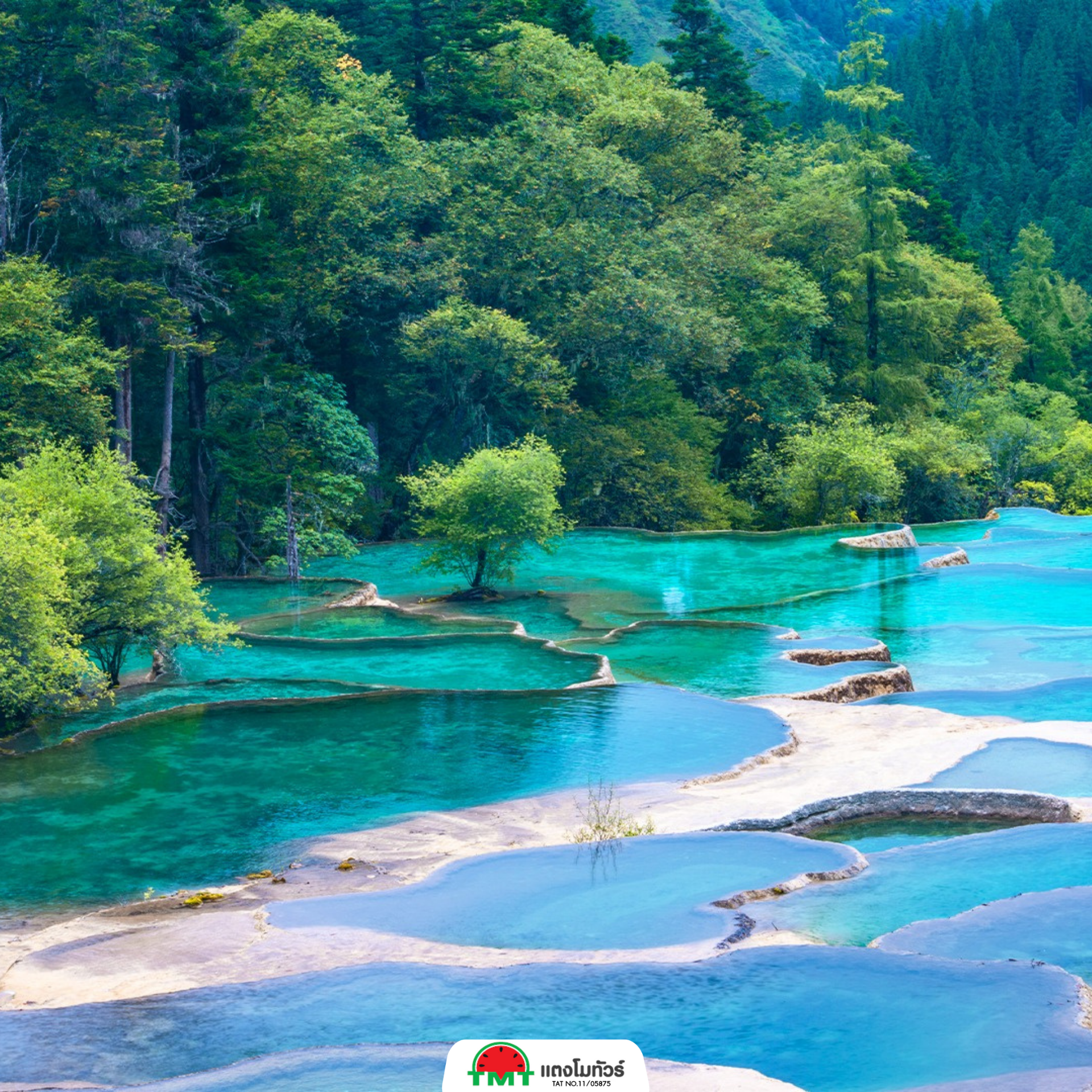 มังกรเหลืองแห่งขุนเขาเสฉวน