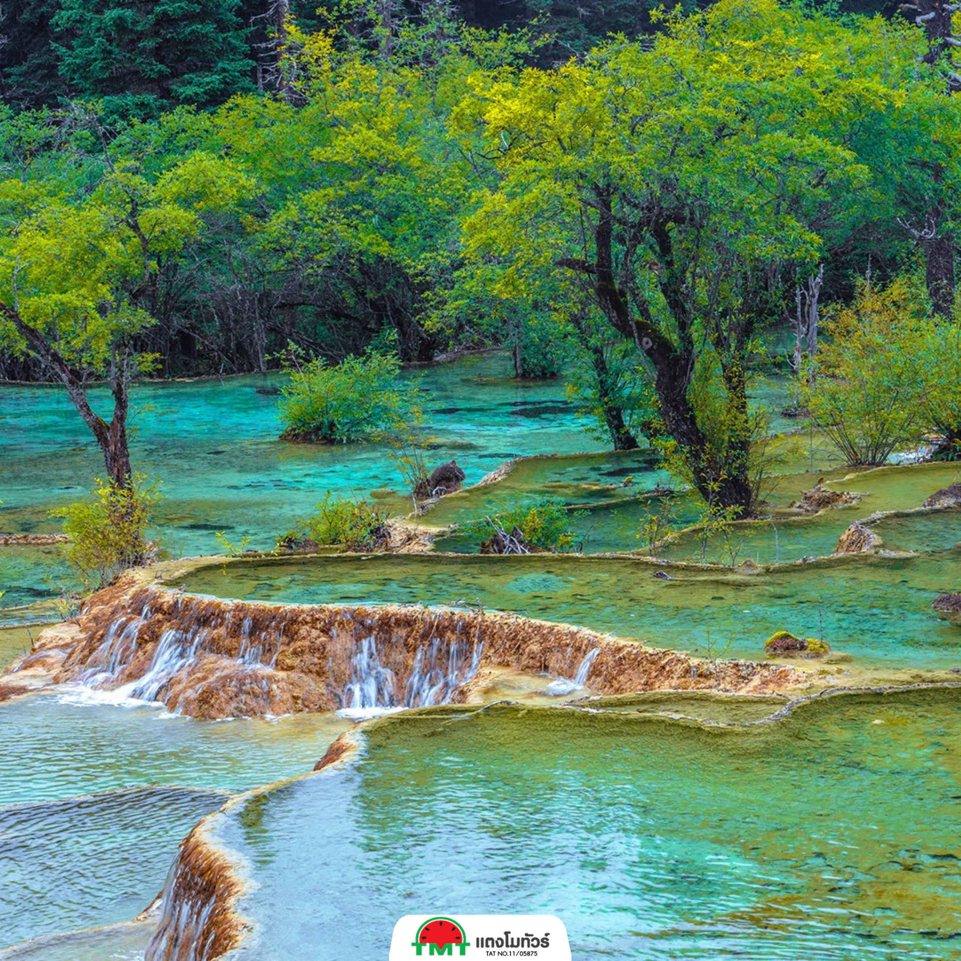 มังกรเหลืองแห่งขุนเขาเสฉวน