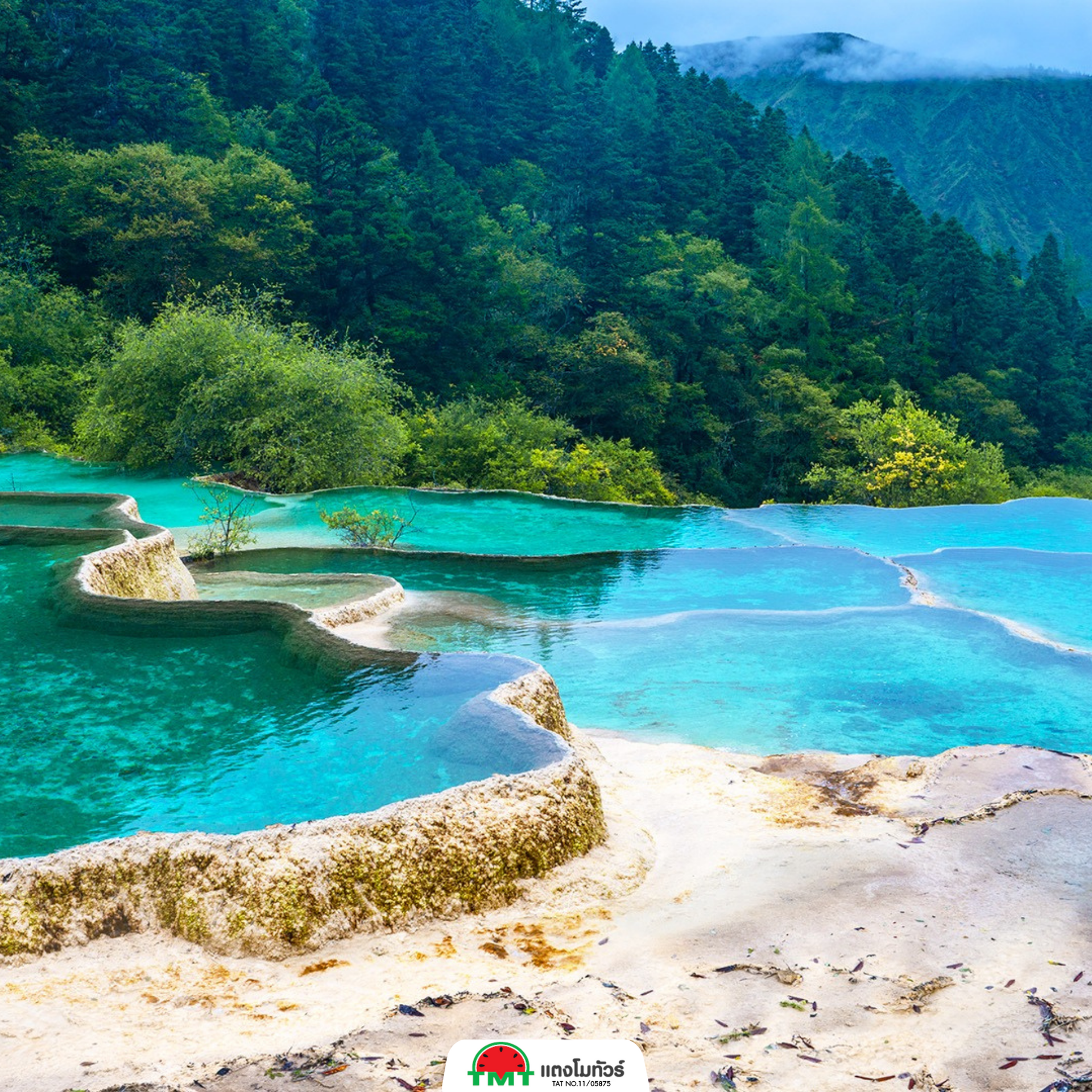 มังกรเหลืองแห่งขุนเขาเสฉวน